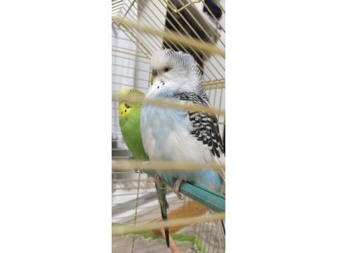 Erkek muhabbet kuşu
