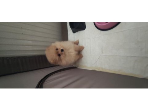 Bu pomeranian bal kız yuva arıyor