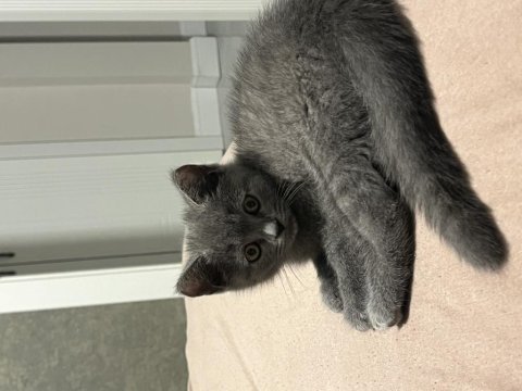 British shorthair yavru