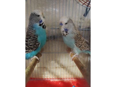 1 çift jumbo muhabbet kuşu