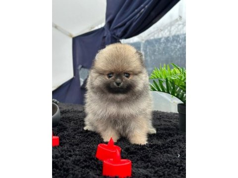 Pomeranian boo köpeğimiz