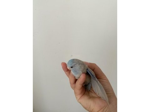 Forpus papağanı çok güzel