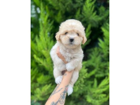 Maltipoo yavrularımızı canlı görerek alabilirsiniz