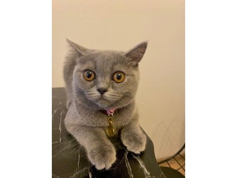 British shorthair