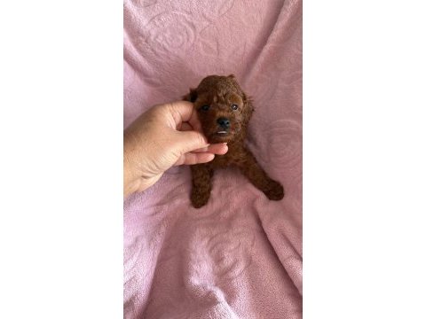 Toy poodle bebekler