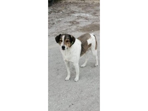 Yuva aranıyor sosyal köpekler