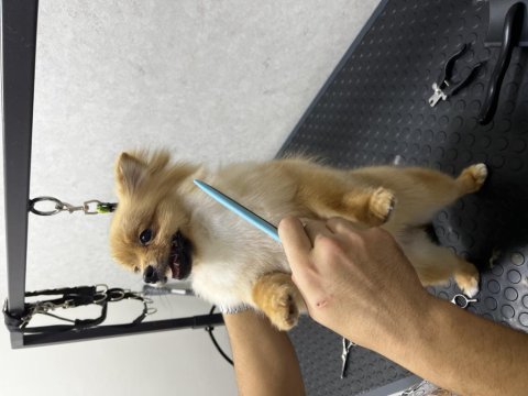 Pomeranian 1 yaşında
