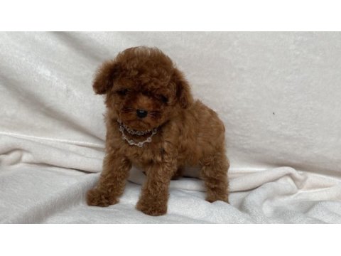 Teacup 2 karma aşılı poodle