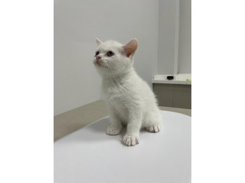 Son 3 adet british shorthair yavrular