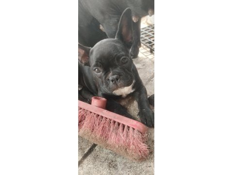 2 aylık sağlıklı çok sevecen dişi french bulldog yavrumuz
