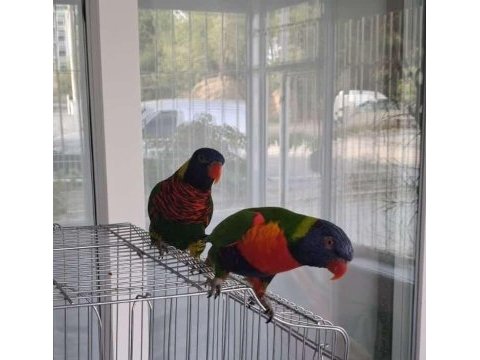 Evraklı lori papağanı takım