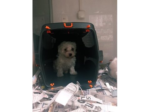 Sevimli bebek köpekler