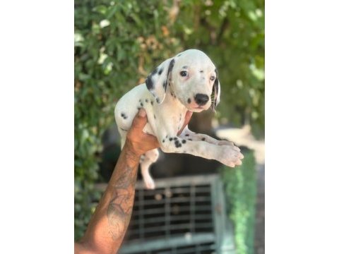 Dalmaçyalı yavru köpekler