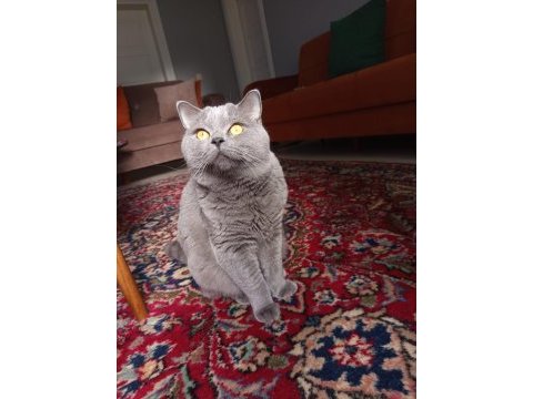 Ücretsiz 3 yaşında erkek british shorthair