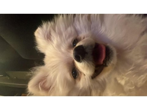 8 aylık pomeranian