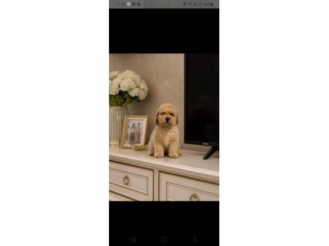 Muhteşem poodle minikler