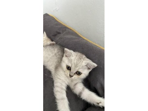 British shorthair kedimi sahiplendirmek istiyorum