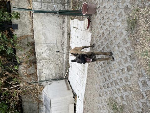 Belçika malinois maskeli
