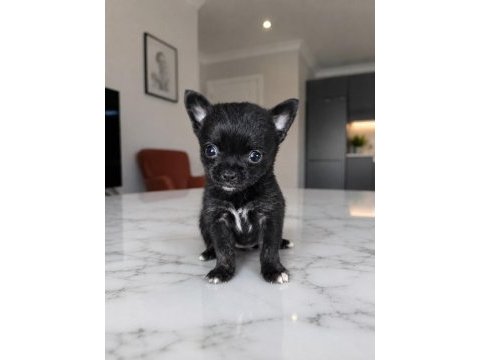 Mikro teacup boy ikiz bebek köpekler