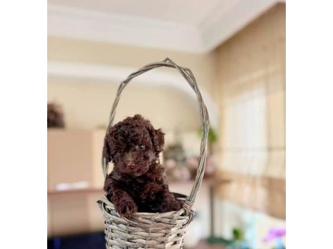 Erkek toy poodle köpeğimiz