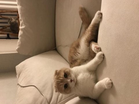 Pamuk kızımıza yuva arıyoruz scottish fold