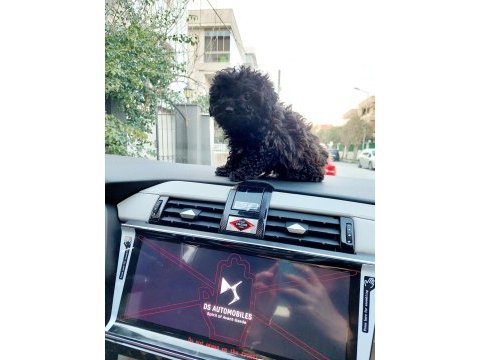 Üç aylık poodle dişi siyah nadir bulunan rengi