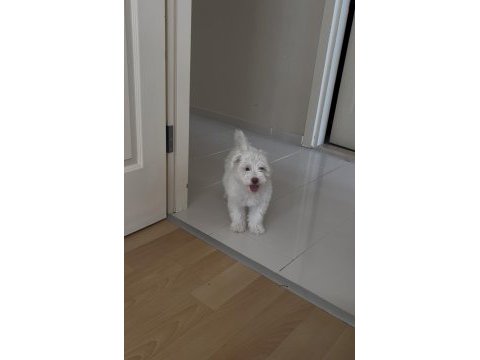 Yavru maltese terrier