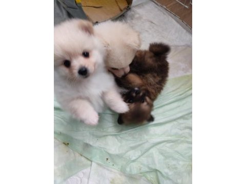 Pomeranian spitz yavrular