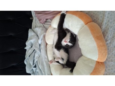 Minik bebek kedimiz yuva arıyor