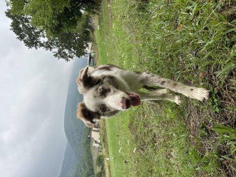 Blue merle border collie toby’e yeni yuvasını arıyorum
