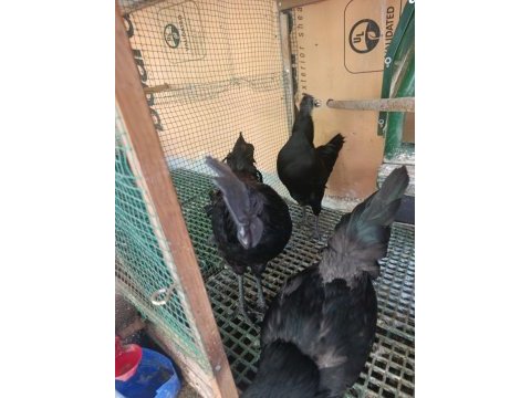 Ayam cemali
