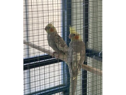 Yeme düşmüş yeni sultan papağanı yavrular
