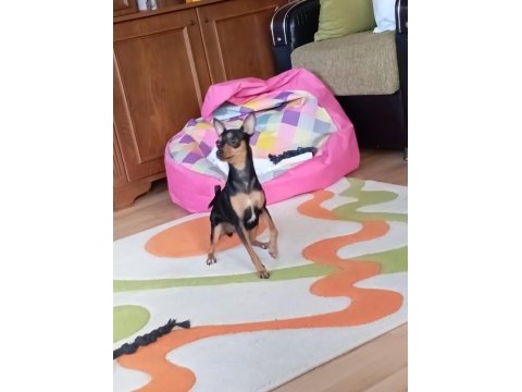 2 aylık sağlıklı oyun delisi ev ortamından yavru köpekler
