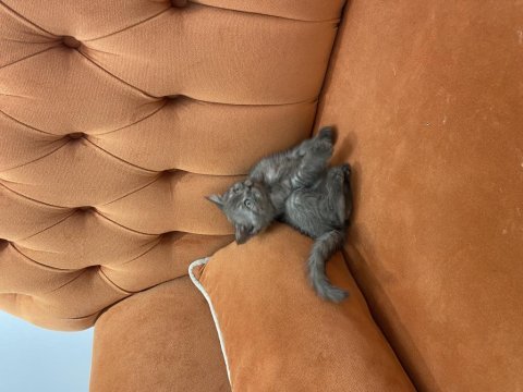 Çikolata kız british shorthair