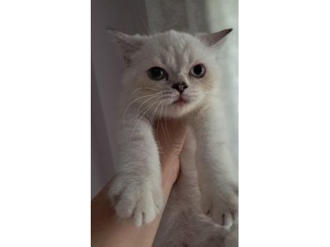 British shorthair point dişi