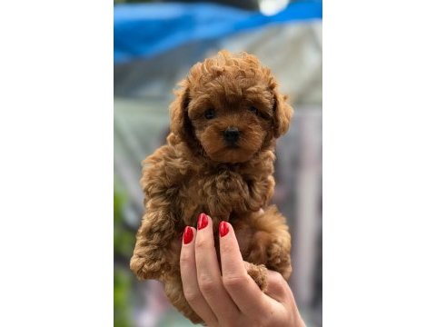 Kıvır kıvır poodle yavruları kaçmaz kalite