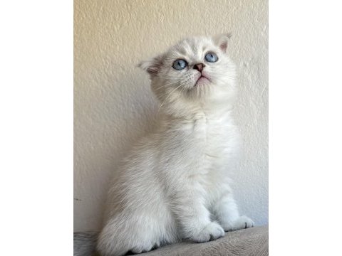 Kaliteli 2 aylik 2 erkek scottish fold,