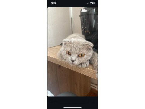 1 yaşında scottish fold