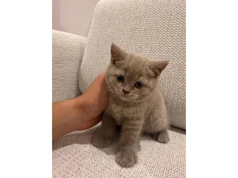 British shorthair yavrularımıza yuva arıyoruz