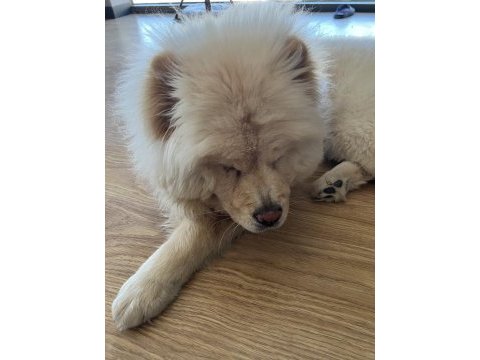 10 aylık dişi chow chow köpeğimiz yeni yuvasını arıyor