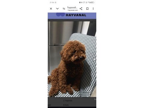 Tatlı poodle sarı patiler