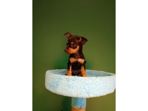 Sıfır numara pinscher yavrularımız