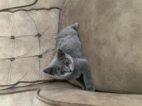 British shorthair 3 aylık