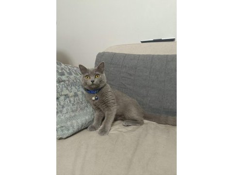 Tamamen ücretsiz british shorthair