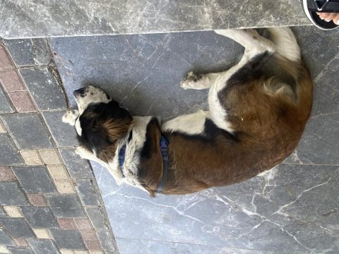 Safkan saint bernard kızıma yuva arıyorum