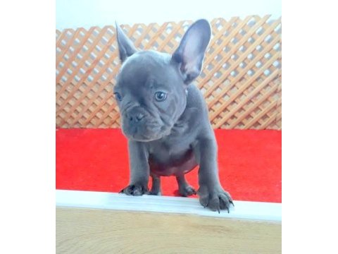 Blue quad erkek french bulldog yavrumuz izmir