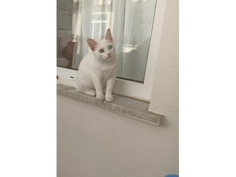 Van kedisi acil sahiplendirme