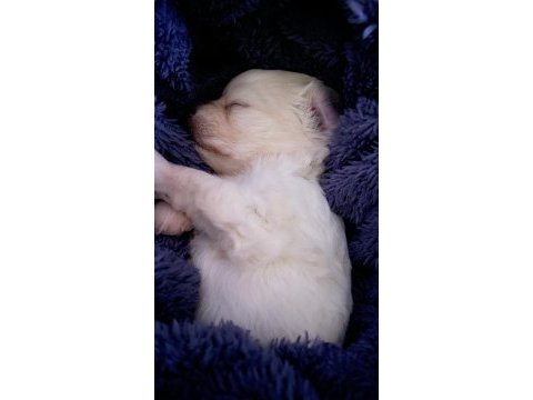 Beyaz malta terrier