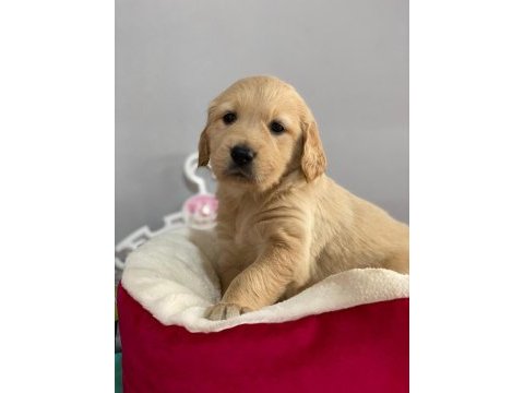 Golden retrıever puppy yavrılarımız