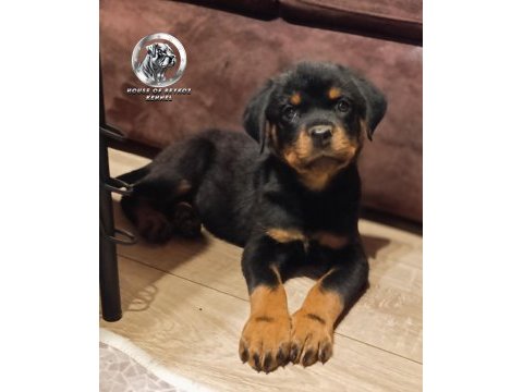 A şecereye sahip rottweiler yavrular